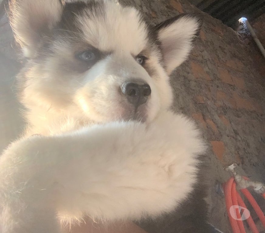 Animais Estimação à Venda Monte Alto SP - Fotos para Filhote de husky siberiano