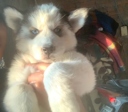 Animais Estimação à Venda - Fotos para Filhote de husky siberiano