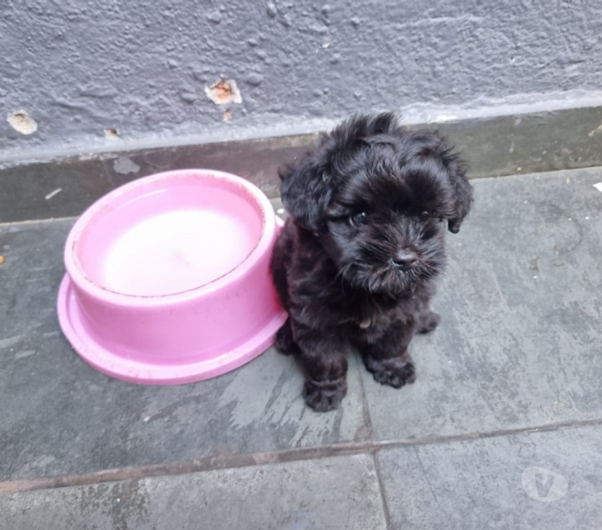 Animais Estimação à Venda Rio de Janeiro RJ Irajá - Fotos para Poodle Toy - Filhotes Pretinhos Brilhantes (5 Dias)