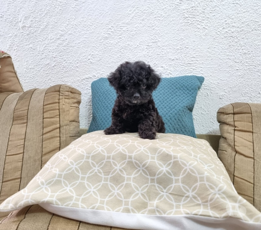 Animais Estimação à Venda Rio de Janeiro RJ Irajá - Fotos para Poodle Toy - Filhotes Pretinhos Brilhantes (5 Dias)