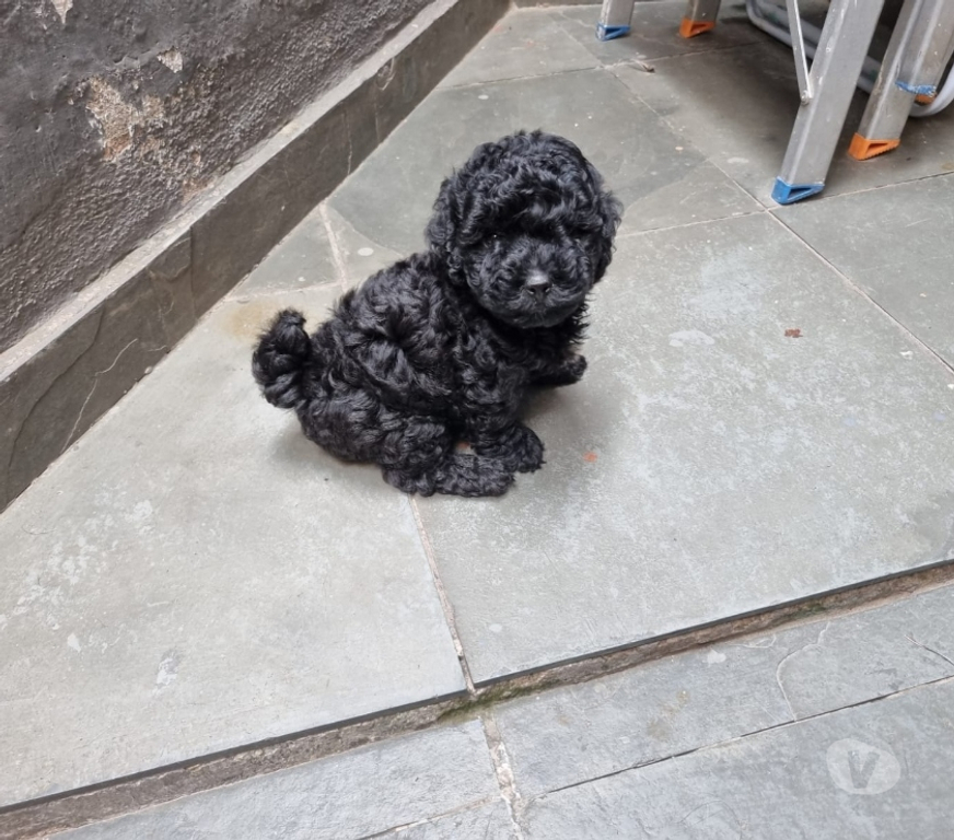 Animais Estimação à Venda Rio de Janeiro RJ Irajá - Fotos para Poodle Toy - Filhotes Pretinhos Brilhantes (5 Dias)