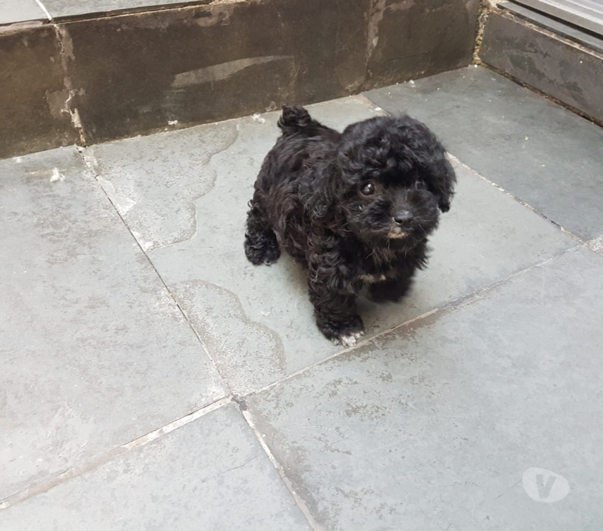 Animais Estimação à Venda Rio de Janeiro RJ Irajá - Fotos para Poodle Toy - Filhotes Pretinhos Brilhantes (5 Dias)