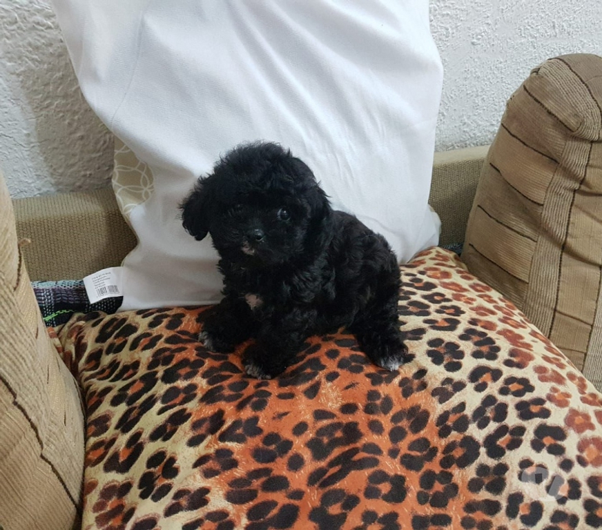 Animais Estimação à Venda Rio de Janeiro RJ Irajá - Fotos para Poodle Toy - Filhotes Pretinhos Brilhantes (5 Dias)