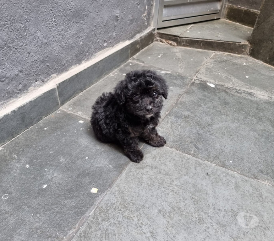 Animais Estimação à Venda Rio de Janeiro RJ Irajá - Fotos para Poodle Toy - Filhotes Pretinhos Brilhantes (5 Dias)