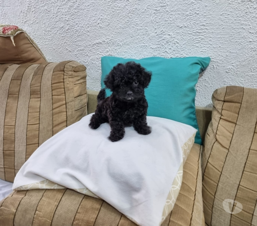 Animais Estimação à Venda Rio de Janeiro RJ Irajá - Fotos para Poodle Toy - Filhotes Pretinhos Brilhantes (5 Dias)
