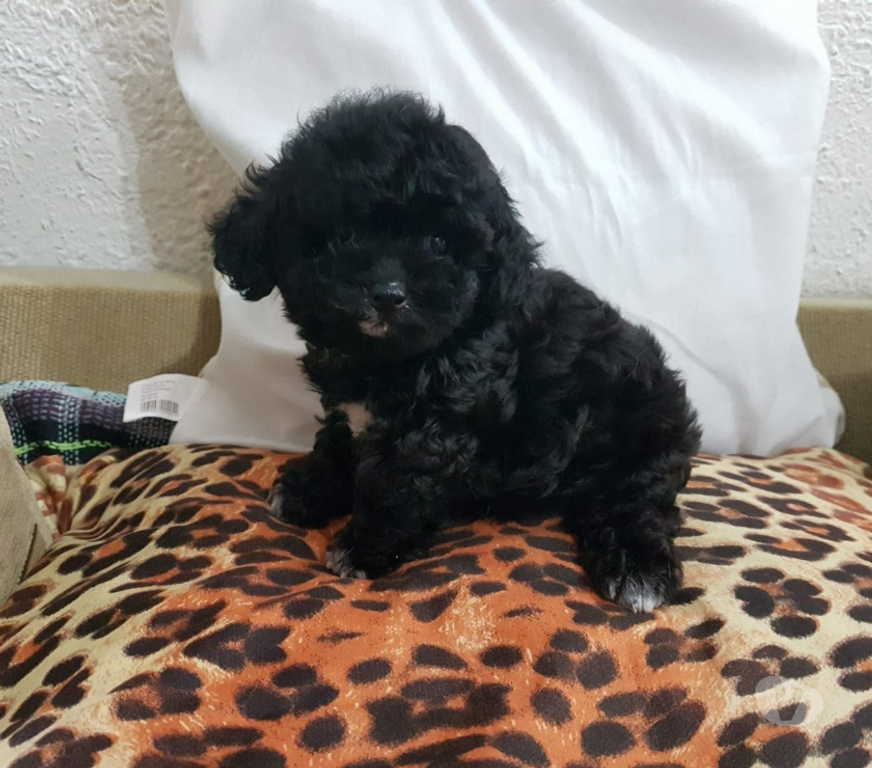 Animais Estimação à Venda Rio de Janeiro RJ Irajá - Fotos para Poodle Toy - Filhotes Pretinhos Brilhantes (5 Dias)