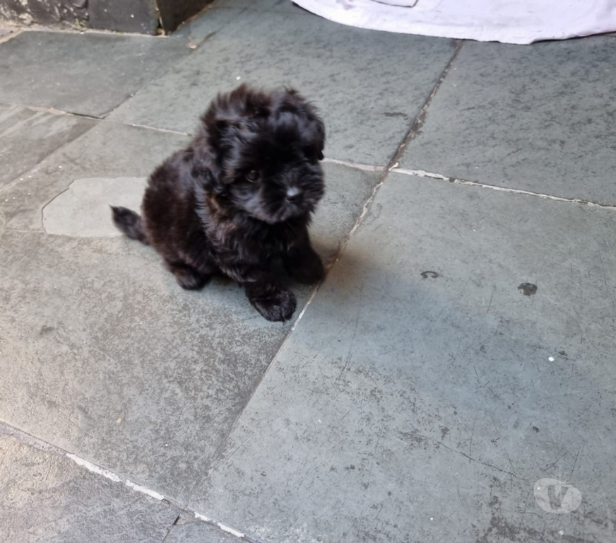 Animais Estimação à Venda Rio de Janeiro RJ Irajá - Fotos para Poodle Toy - Filhotes Pretinhos Brilhantes (5 Dias)