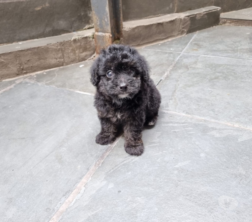 Animais Estimação à Venda Rio de Janeiro RJ Irajá - Fotos para Poodle Toy - Filhotes Pretinhos Brilhantes (5 Dias)