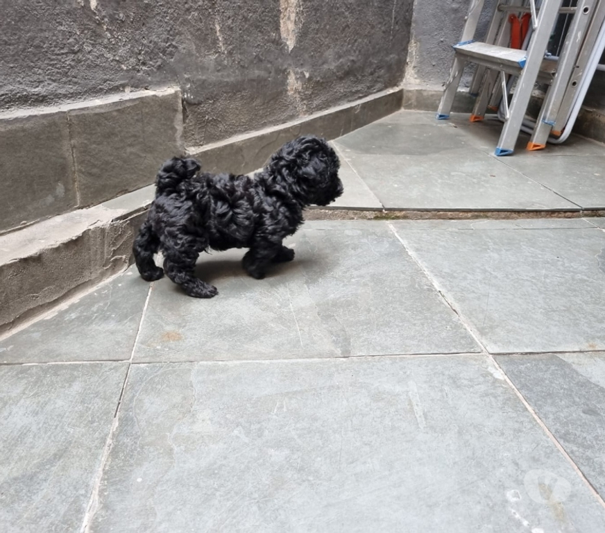 Animais Estimação à Venda Rio de Janeiro RJ Irajá - Fotos para Poodle Toy - Filhotes Pretinhos Brilhantes (5 Dias)