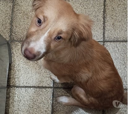 Adoção Animais de Estimação Santo Cristo Rio de Janeiro RJ - Fotos para Cachorro para adoção, amora.