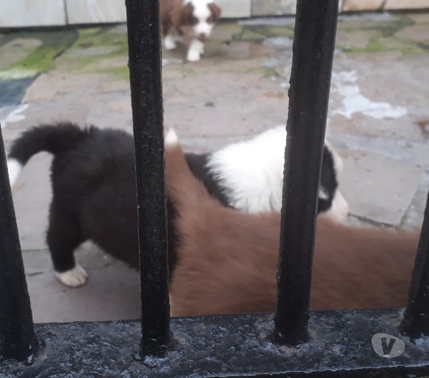 Animais Estimação à Venda Porto Alegre RS Porto Alegre Sul - images_alt_text Filhotes de Border Colie