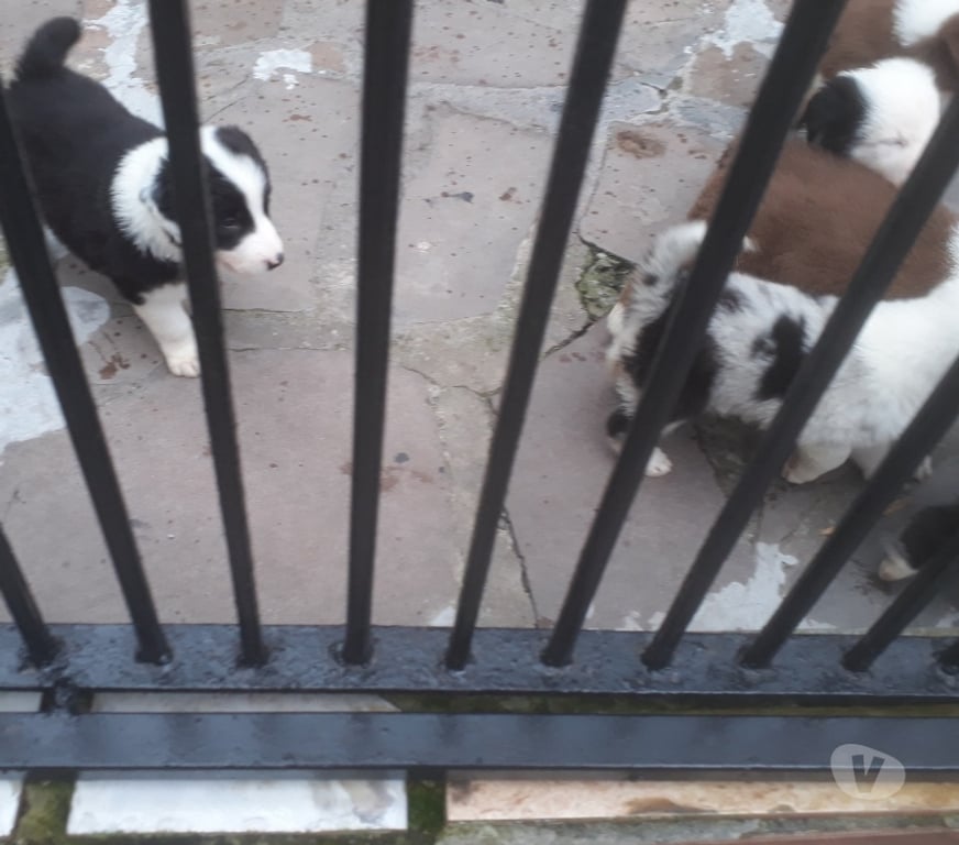 Animais Estimação à Venda Porto Alegre RS Porto Alegre Sul - images_alt_text Filhotes de Border Colie
