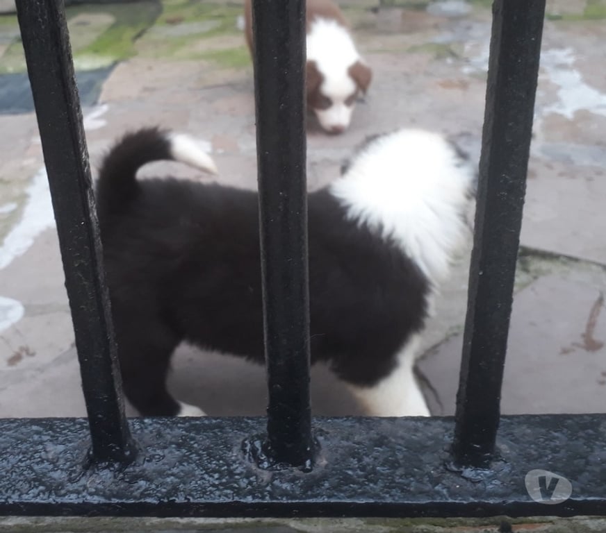 Animais Estimação à Venda Porto Alegre RS Porto Alegre Sul - images_alt_text Filhotes de Border Colie