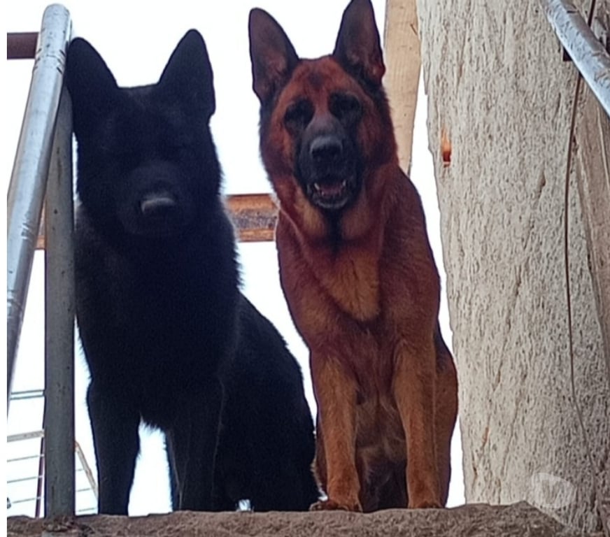 Animais Estimação à Venda Sao Paulo SP Vila Maria - Fotos para pastor alemao raca pura