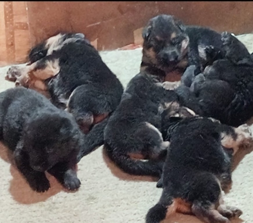 Animais Estimação à Venda Sao Paulo SP Vila Maria - Fotos para pastor alemao raca pura