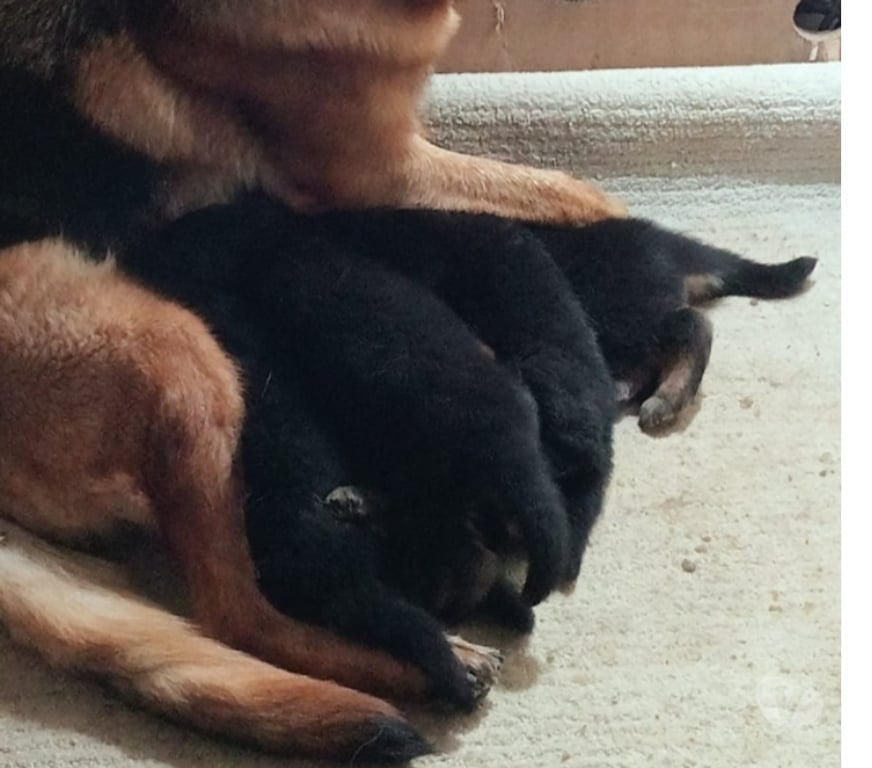 Animais Estimação à Venda Sao Paulo SP Vila Maria - Fotos para pastor alemao raca pura