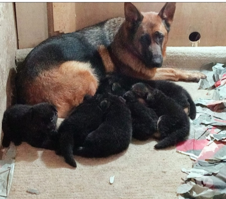 Animais Estimação à Venda Sao Paulo SP Vila Maria - Fotos para pastor alemao raca pura