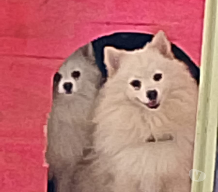 Animais Estimação à Venda Sao Paulo SP Jaçanã - Fotos para Vendo Lulu da Pomerânia