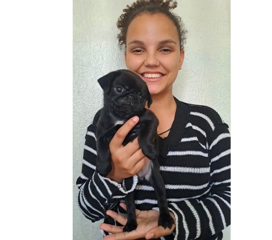 Animais Estimação à Venda Itaborai RJ - Fotos para Pug Black pais com pedigree CBKC