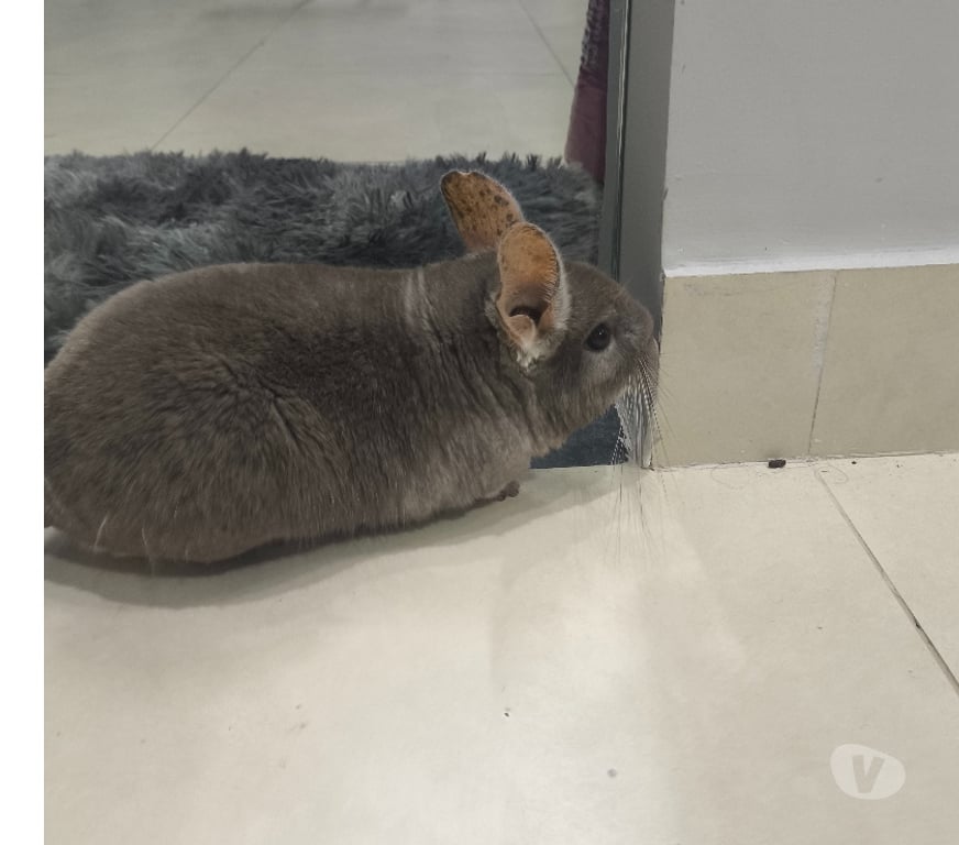 Animais Estimação à Venda Porto Real RJ - Fotos para Chinchilas Lindas