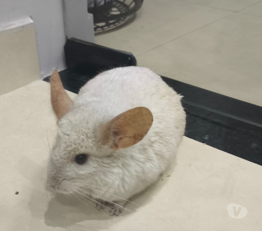Animais Estimação à Venda Porto Real RJ - Fotos para Chinchilas Lindas