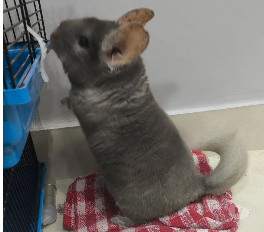 Animais Estimação à Venda Porto Real RJ - Fotos para Chinchilas Lindas