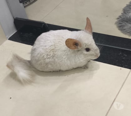 Animais estimação à venda - Fotos para Chinchilas Lindas