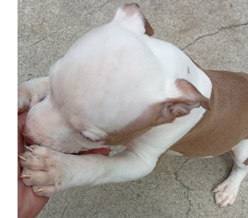 Animais Estimação à Venda Rio de Janeiro RJ Bangu - Fotos para Venda tipo doação