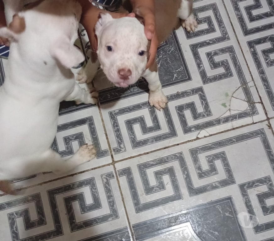 Animais Estimação à Venda Rio de Janeiro RJ Bangu - Fotos para Venda tipo doação