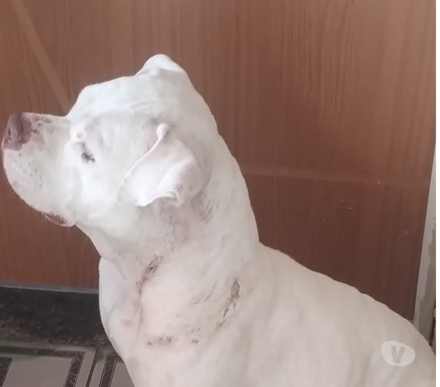 Animais Estimação à Venda Rio de Janeiro RJ Bangu - Fotos para Venda tipo doação