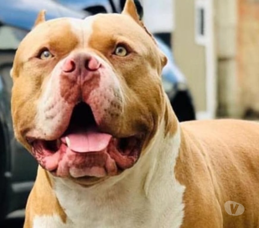 Animais Estimação à Venda Rio de Janeiro RJ Bangu - Fotos para Venda tipo doação