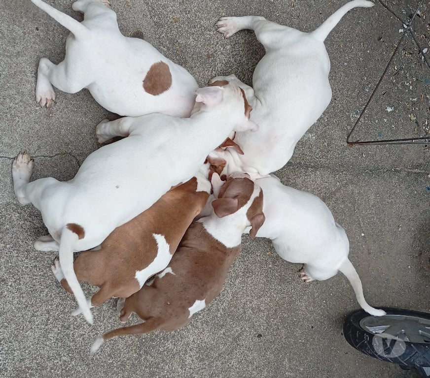 Animais Estimação à Venda Rio de Janeiro RJ Bangu - Fotos para Venda tipo doação