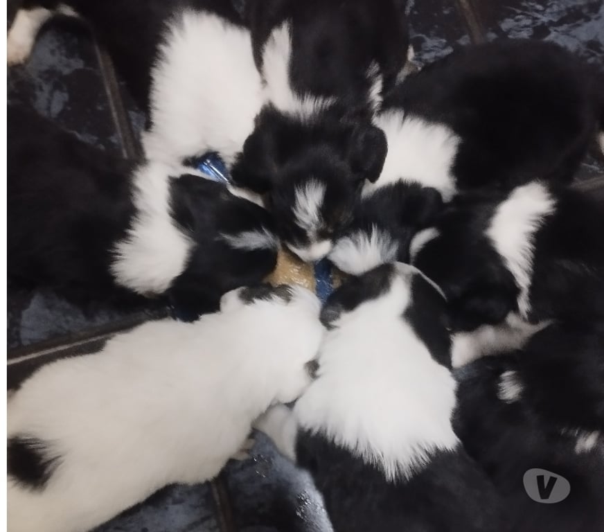 Animais Estimação à Venda Campinas SP - Fotos para Boder Collie Tricolor puros.