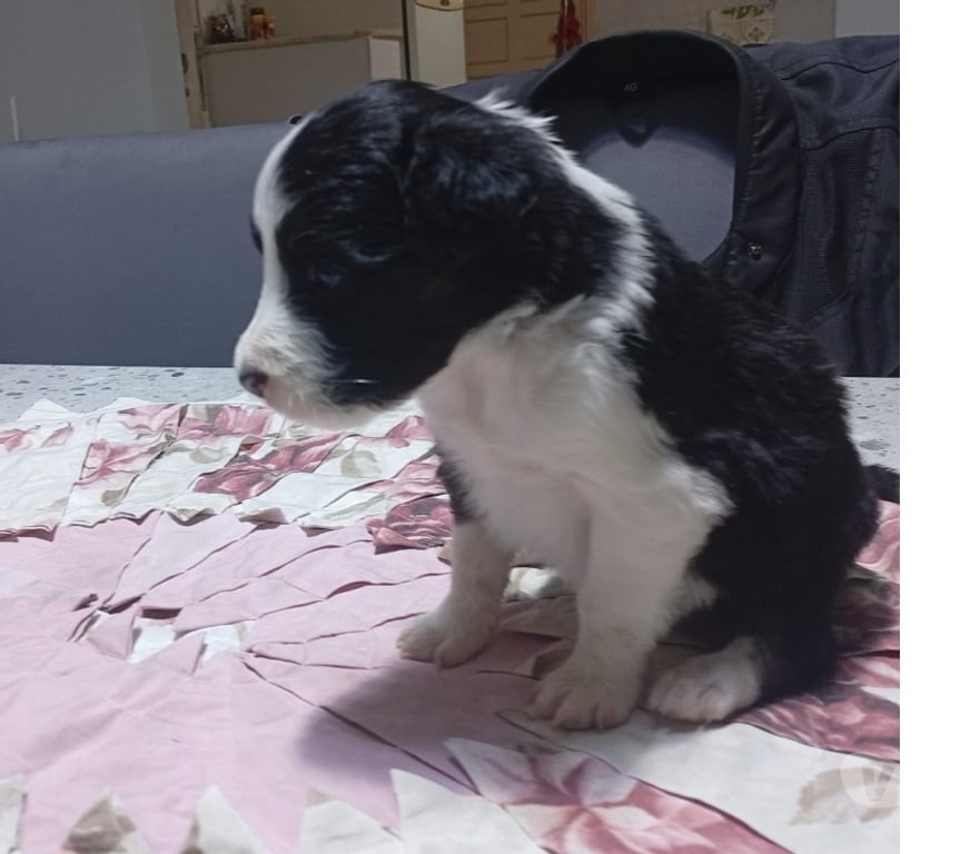 Animais Estimação à Venda Campinas SP - Fotos para Boder Collie Tricolor puros.