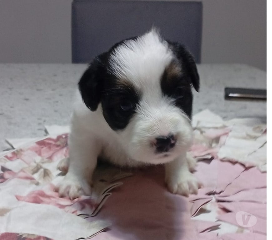 Animais Estimação à Venda Campinas SP - Fotos para Boder Collie Tricolor puros.