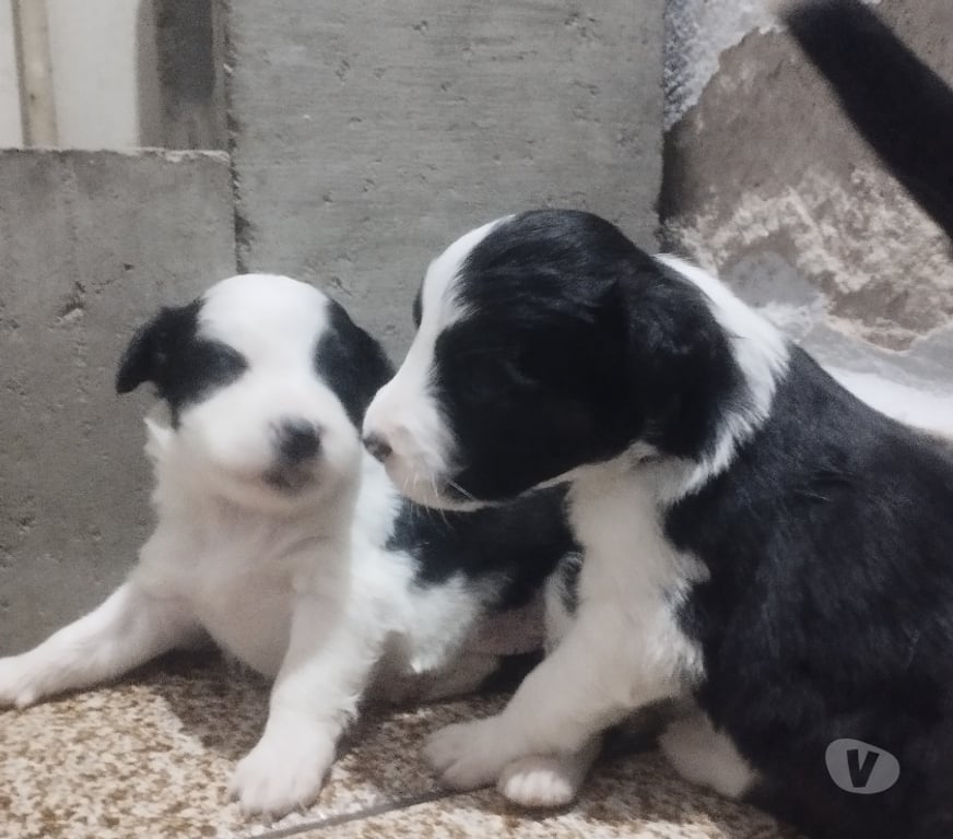 Animais Estimação à Venda Campinas SP - Fotos para Boder Collie Tricolor puros.