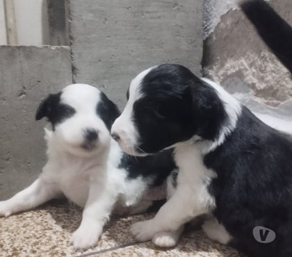 Animais estimação à venda - Fotos para Boder Collie Tricolor puros.