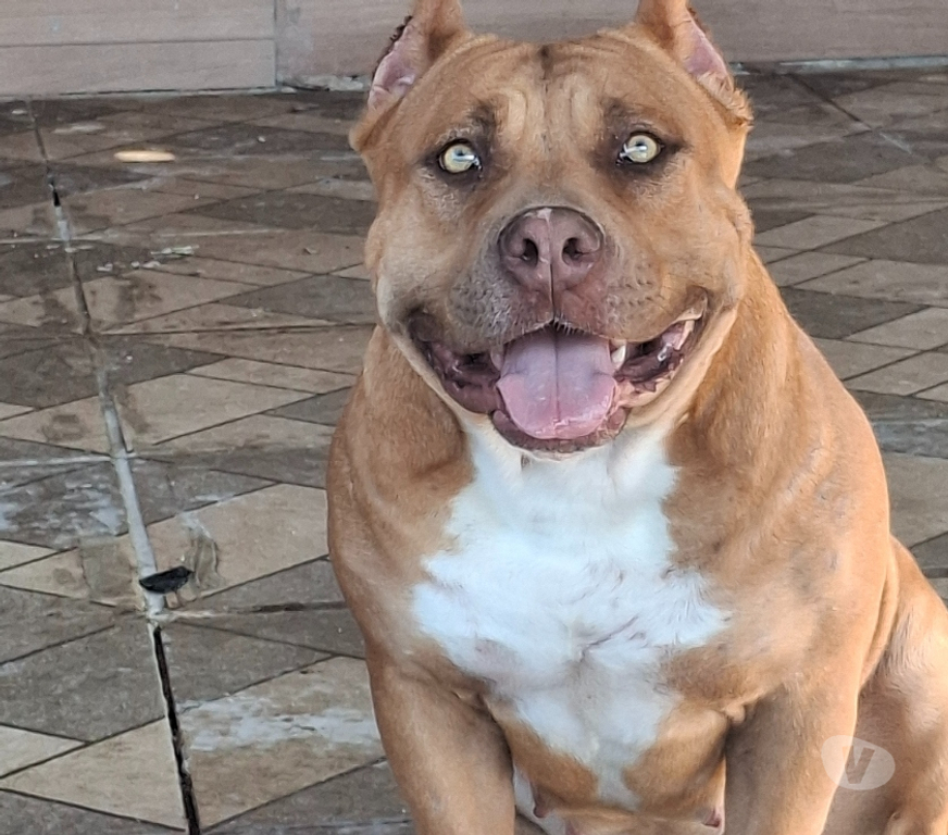 Animais Estimação à Venda Santos SP - images_alt_text filhotes pitmonster