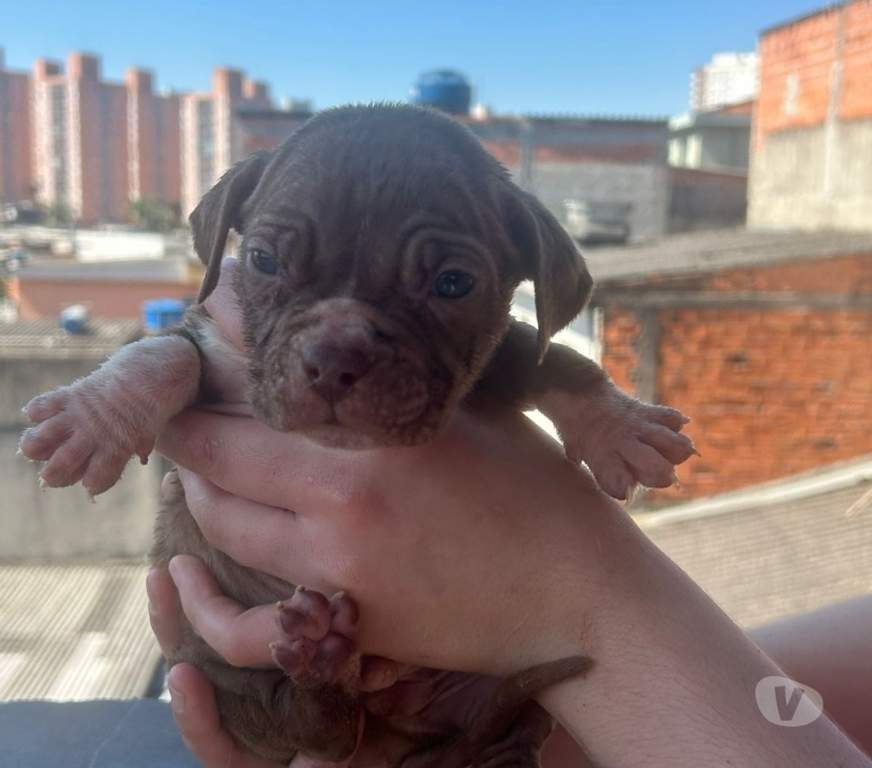 Animais Estimação à Venda Santos SP - images_alt_text filhotes pitmonster