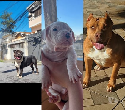 Animais Estimação à Venda - Fotos para filhotes pitmonster