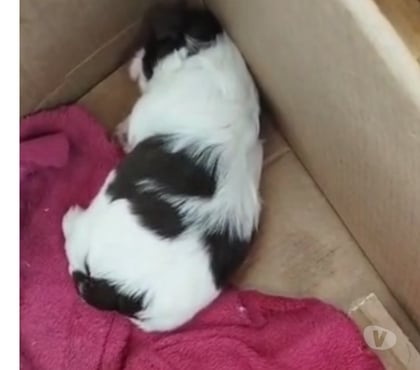 Animais estimação à venda - Fotos para Filhotes de shitzu