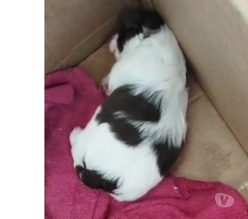 Animais Estimação à Venda Sao Paulo SP Brás - Fotos para Shitzu fêmea e macho