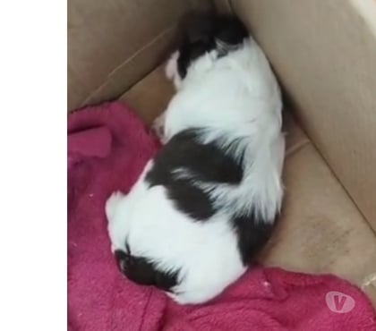 Animais Estimação à Venda Brás Sao Paulo SP - images_alt_text Shitzu fêmea e macho