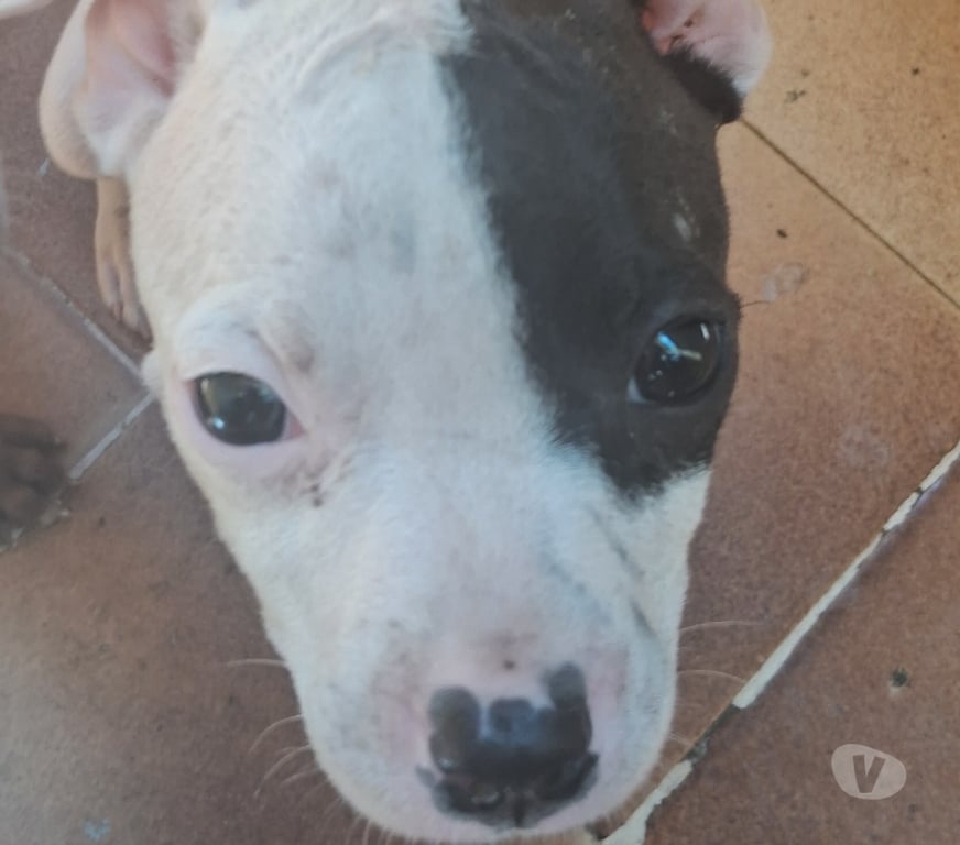 Animais Estimação à Venda Nilopolis RJ - images_alt_text Vendo pitbull Allbino