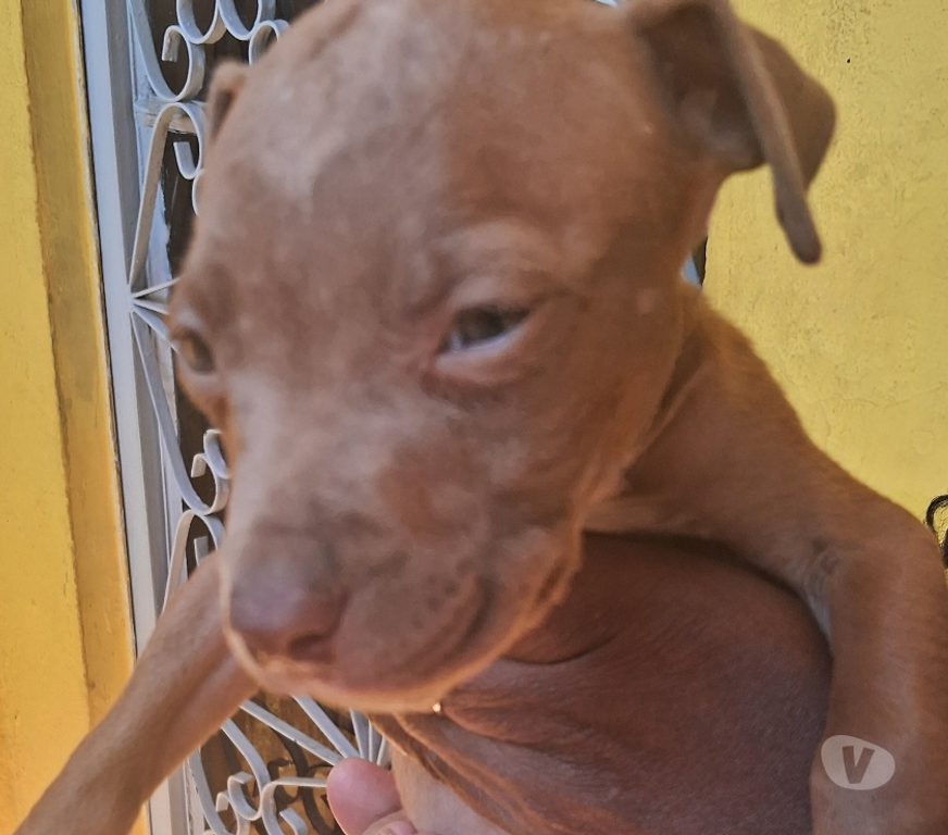 Animais Estimação à Venda Nilopolis RJ - images_alt_text Vendo pitbull Allbino