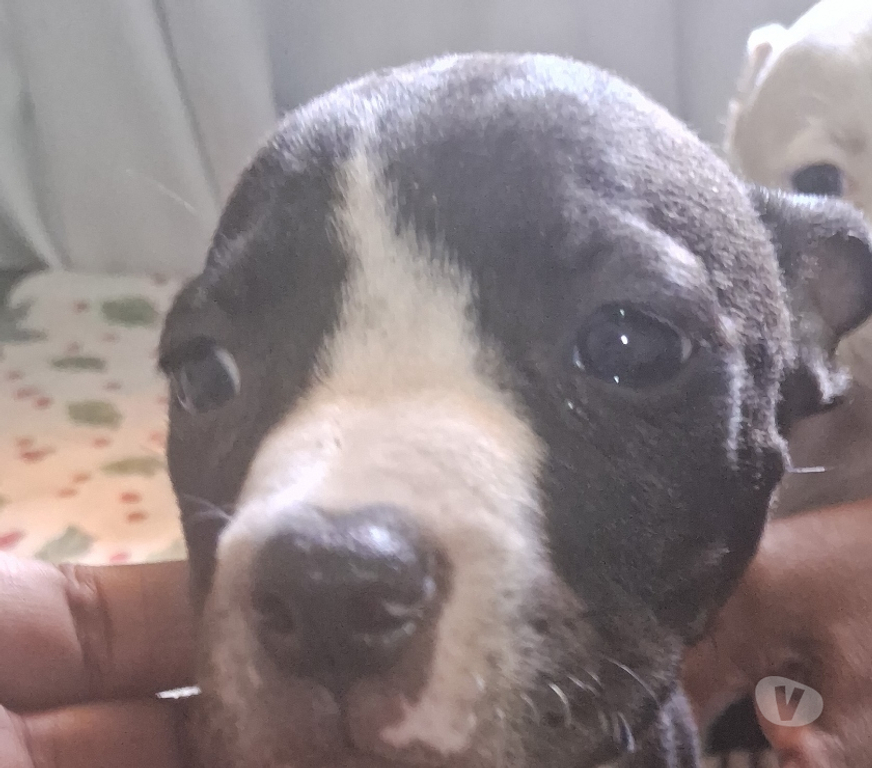 Animais Estimação à Venda Nilopolis RJ - images_alt_text Vendo pitbull Allbino