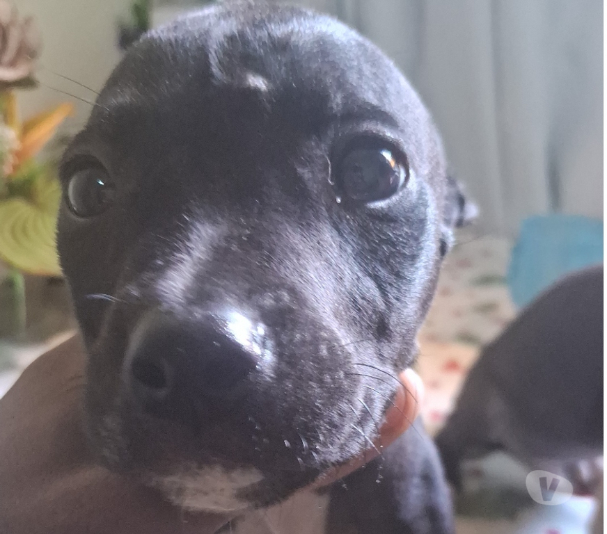 Animais Estimação à Venda Nilopolis RJ - images_alt_text Vendo pitbull Allbino