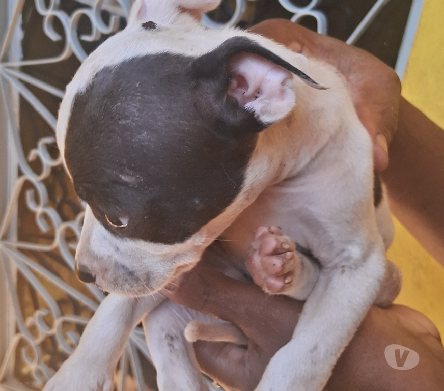 Animais Estimação à Venda Nilopolis RJ - images_alt_text Vendo pitbull Allbino
