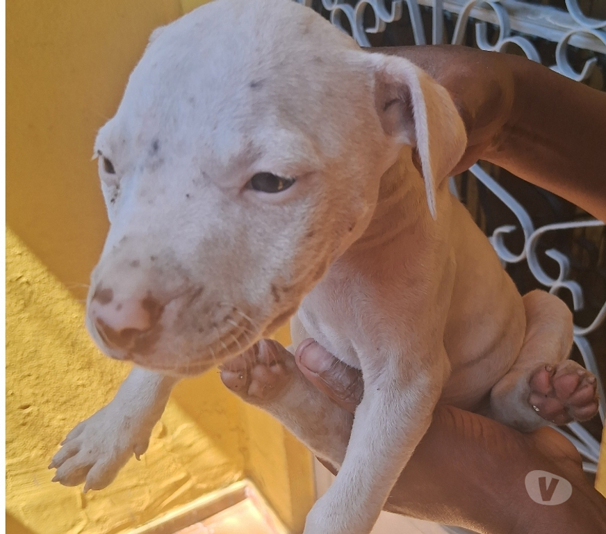 Animais Estimação à Venda Nilopolis RJ - images_alt_text Vendo pitbull Allbino