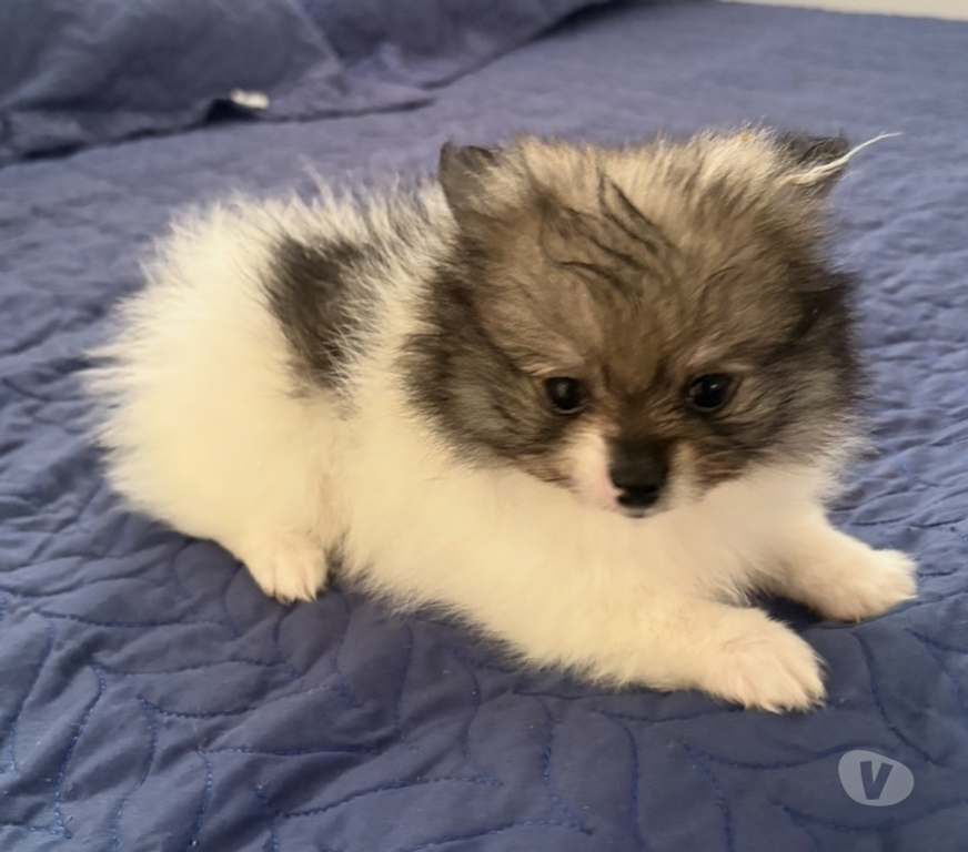 Animais Estimação à Venda Sao Paulo SP Santa Cecília - Fotos para Lulu da pomerânia Micro fêmeas